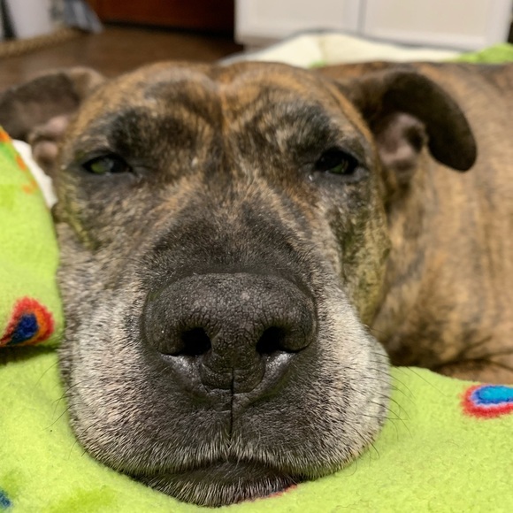 Meet your Posher, Guinevere - Picture 2 of 10